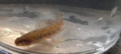 Etheostoma chlorosoma