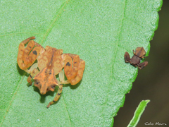 Epicadus trituberculatus