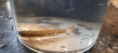Etheostoma chlorosoma
