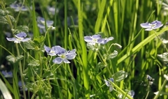 Veronica filiformis