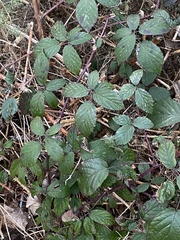 Rubus fruticosus