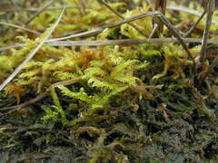 Warnstorfia fluitans