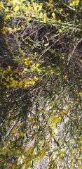 Anthyllis cytisoides