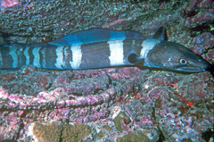 Conger marginatus