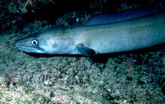 Conger marginatus