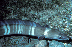 Conger marginatus