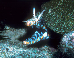 Enchelycore pardalis