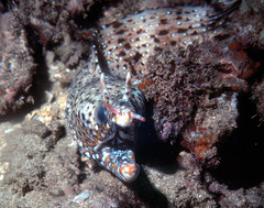 Enchelycore pardalis
