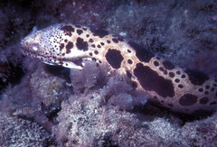 Uropterygius polyspilus