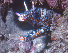 Enchelycore pardalis