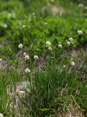 Calliscirpus criniger