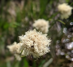 Calliscirpus criniger