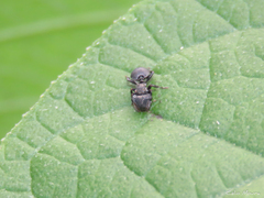 Cephalotes pusillus