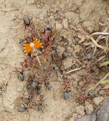 Anoplolepis custodiens