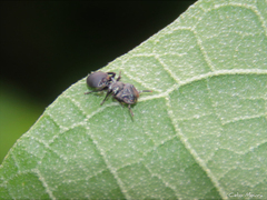 Cephalotes pusillus