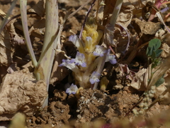 Phelipanche ramosa