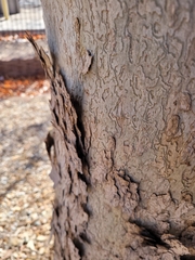 Magnoliopsida