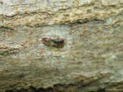 Eurytomidae