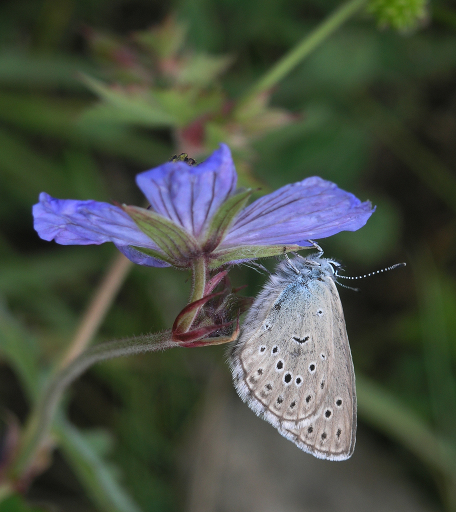 Alcon Blue