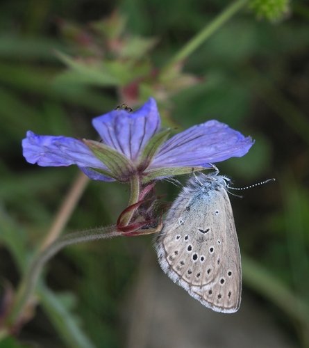 Alcon Blue