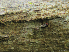 Eurytomidae