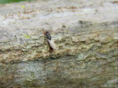 Eurytomidae
