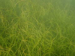 Syringodium filiforme