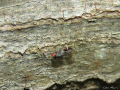 Eurytomidae