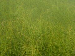 Syringodium filiforme