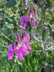 Lathyrus vestitus alefeldii