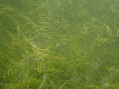 Syringodium filiforme