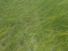 Syringodium filiforme