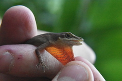 Anolis mariarum