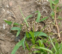 Bothrops diporus