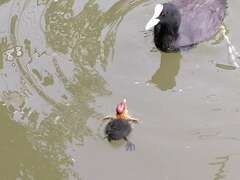 Fulica atra