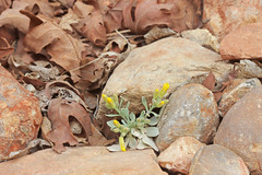 Physaria acutifolia