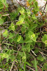 Brickellia veronicifolia