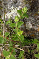 Brickellia veronicifolia