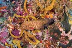 Cephalopholis cyanostigma