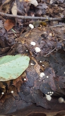 Collybiopsis quercophila