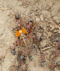 Agonoscelis versicoloratus