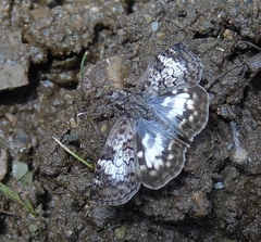 Chiomara asychis