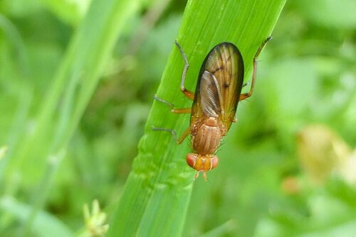 Tetanocera phyllophora