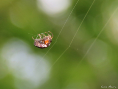 Hypognatha