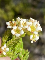 Diosma dichotoma