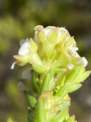 Diosma dichotoma