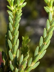 Diosma dichotoma