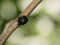 Hypognatha