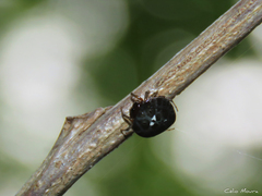 Hypognatha