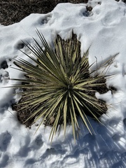 Yucca glauca